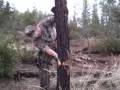 Ka-Bar Bowie knife tree chop