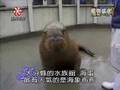 Funny Pet