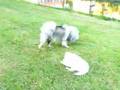 Samojeed and Keeshond playing