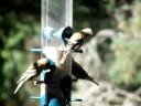 Western Goldfinch Extravaganza
