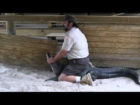 Florida Everglades Gator Park Wildlife Show Alligator Wrestle