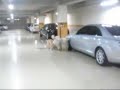 Dongbangshinki in dog school with theirs dogs