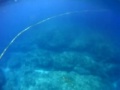 Ile des Pins2 - Requins en vue