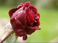 b-r-hataydisen-sevdm-n-zr-dlerm-.html