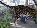 Chinese leopard