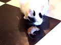 Cat eating a mouse or maybe a rat ?