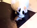 Cat eating a mouse or maybe a rat ?