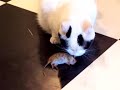 Cat eating a mouse or maybe a rat ?