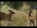 Eastern Grey Kangaroos Fighting Eastern Grey Kangaroos Fighting