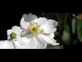 drie zweefvliegen, een witte bloem drie zweefvliegen, een witte bloem
