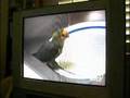 Consulting Veterinarian at Aquarium Leaves Job - WCBD-5/4/07