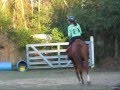 My Horse buddy