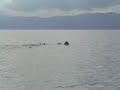 Dolphins!!! Dolphins!!!