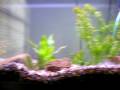 videos de Feeding The Cichlids