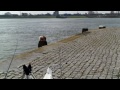 Compilatie van wat beelden gemaakt van het vissen in de haven met pieren en zagers op alles wat zou willen bijten.