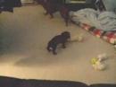 zoey and bobo