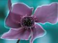 Flor Amorosa