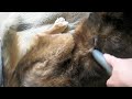 PawShow VACUUM DOG PawShow VACUUM DOG