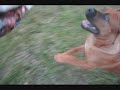 South African Boerboel Puppy Plays with Horse Feed Bag