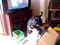 Dog grooming cat part 2