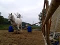 Click here to watch this video Mira jumping on the lunge 18-5-12 :)
