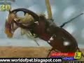 Scorpion vs Beete Battle Scorpion vs Beete Battle