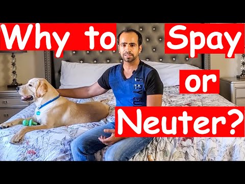 What is Spay or Neuter and Why Should You Spay or Neuter your Dog? (Everything You Need to Know)