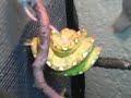 morelia viridis comiendo