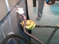 morelia viridis comiendo