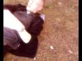 videos de Salvia trip. Creamfields style