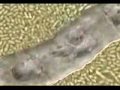 Mystery Of Life Part 2 - 7 Mystery Of Life Part 2 - 7