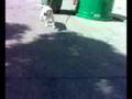el perro de gele es basurero