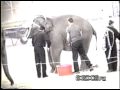 ringling-bros-and-barnum-bailey-circus-train-in-edison-ca-.html