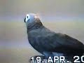 African Grey giving the Dogs a mouthful when they bark like mad.....