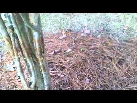 how to replant a crepe myrtle