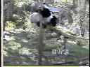Mei and Tian tree spot switching Mei and Tian tree spot switching