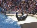 Sea World 2008 Kaptured Productions