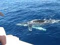 Humback Whales in Hawaii close to the boat