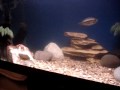 The R.H.C MOB  Xanthic Roseus cichlids