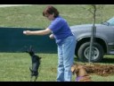 Critterpalooza PSA