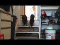 Dorland GSD Pups Going Downstairs 1