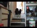 Dorland GSD Pups Going Downstairs 1