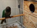 Mutation Green Cheek Conures