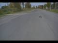 RC onroad/offroad bashing, top speed runs, dirt