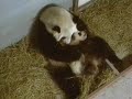 Mei Lan\