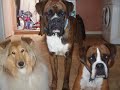 LETBR Rescue Babes xxxxxxxxxxxx