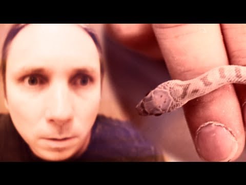 YouTube reptile video