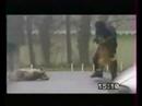Adiestramiento de perros