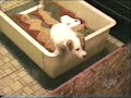 Funniest home video FUNNY 2007 Funniest home video FUNNY 2007