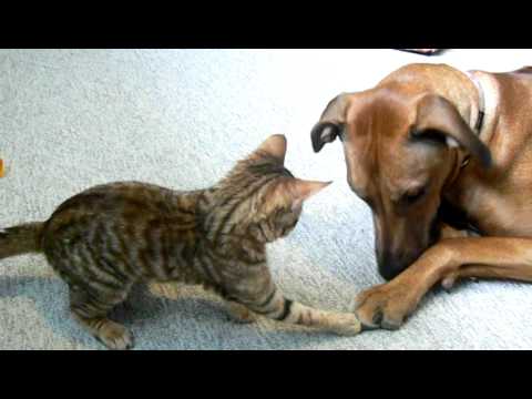 toyger ^